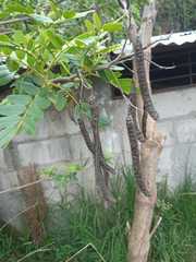 Senna multiglandulosa