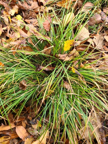 Willdenow's sedge (Carex basiantha)