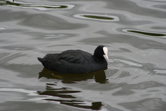 Fulica atra