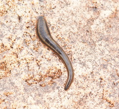 Richardsonianus australis