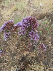 Chromolaena pulchella