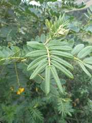 Senna multiglandulosa