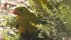 Polytelis anthopeplus monarchoides