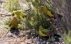 Polytelis anthopeplus monarchoides