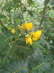 Senna multiglandulosa