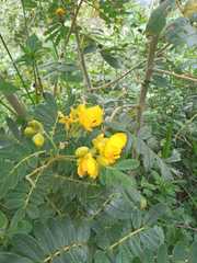 Senna multiglandulosa