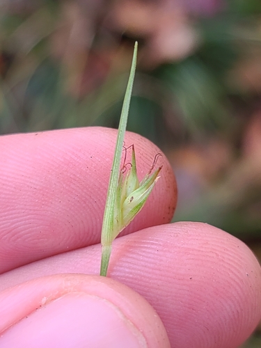 Image of Carex basiantha by (c) Jeff Wilson, some rights reserved (CC BY)