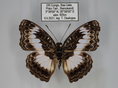 Euptera schultzei
