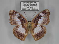 Euptera schultzei