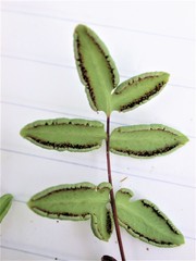 Pellaea glabella occidentalis