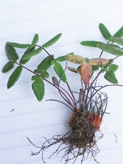 Pellaea glabella occidentalis