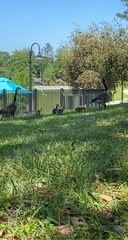 Branta canadensis image