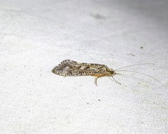 Hydropsyche siltalai