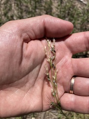 Piptochaetium stipoides