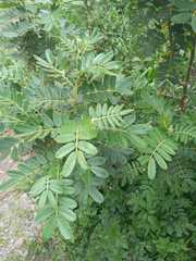 Senna multiglandulosa