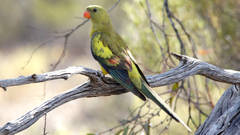 Polytelis anthopeplus monarchoides