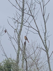 Cardinalis cardinalis