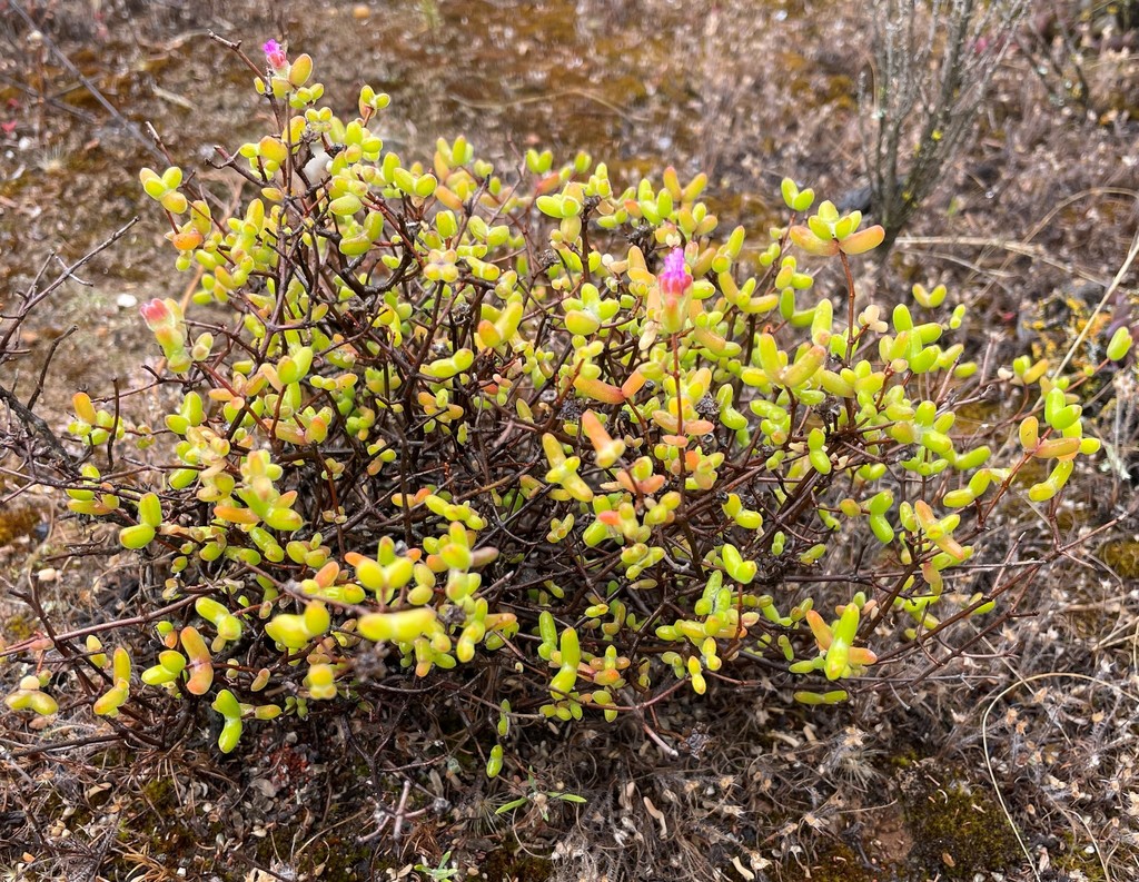 Drosanthemum laxum