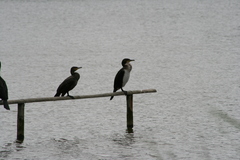 Phalacrocorax carbo
