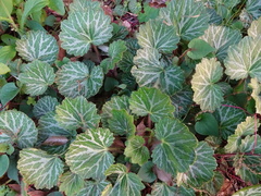 Saxifraga stolonifera