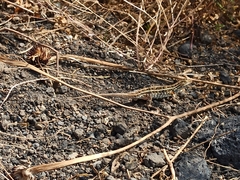 Sceloporus scalaris