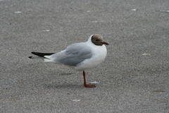 Chroicocephalus ridibundus