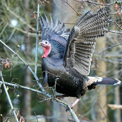 Wild Turkey photographed in Washington