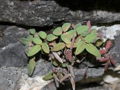 Pellaea glabella occidentalis