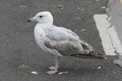 Larus argentatus