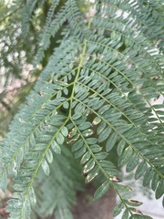 Jacaranda mimosifolia