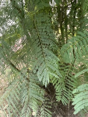 Jacaranda mimosifolia