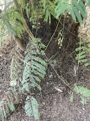 Jacaranda mimosifolia
