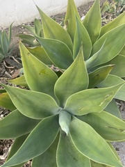 Agave attenuata