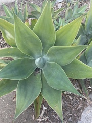 Agave attenuata