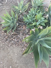 Agave attenuata