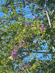 Bauhinia × blakeana