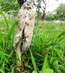 Coprinus comatus