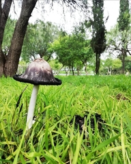 Coprinus comatus