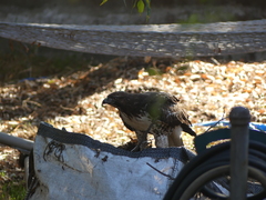 Buteo jamaicensis