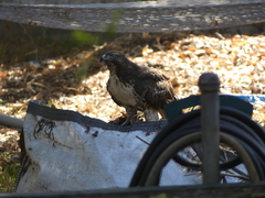 Buteo jamaicensis