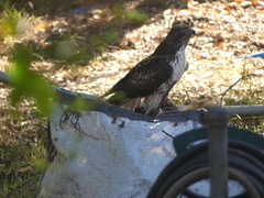 Buteo jamaicensis