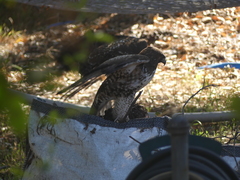 Buteo jamaicensis