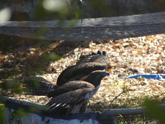 Buteo jamaicensis