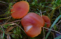 Pseudohygrocybe