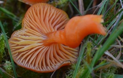 Pseudohygrocybe