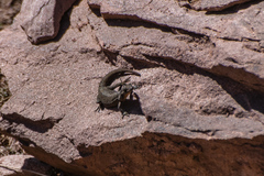 Quedenfeldtia trachyblepharus