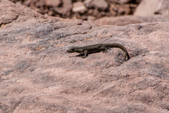 Quedenfeldtia trachyblepharus