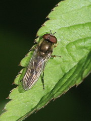 Platycheirus albimanus