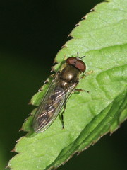 Platycheirus albimanus