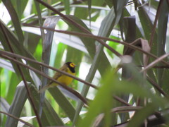 Setophaga citrina
